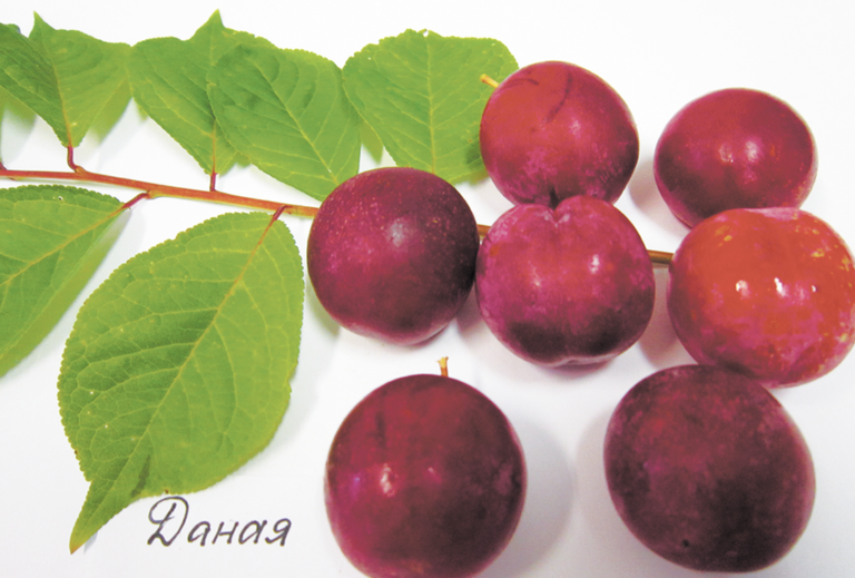 Сорт сливы ванета. Слива голдзидской софьи. Алыча кремень. Сорт алычи лама. Сорт сливы вижен.